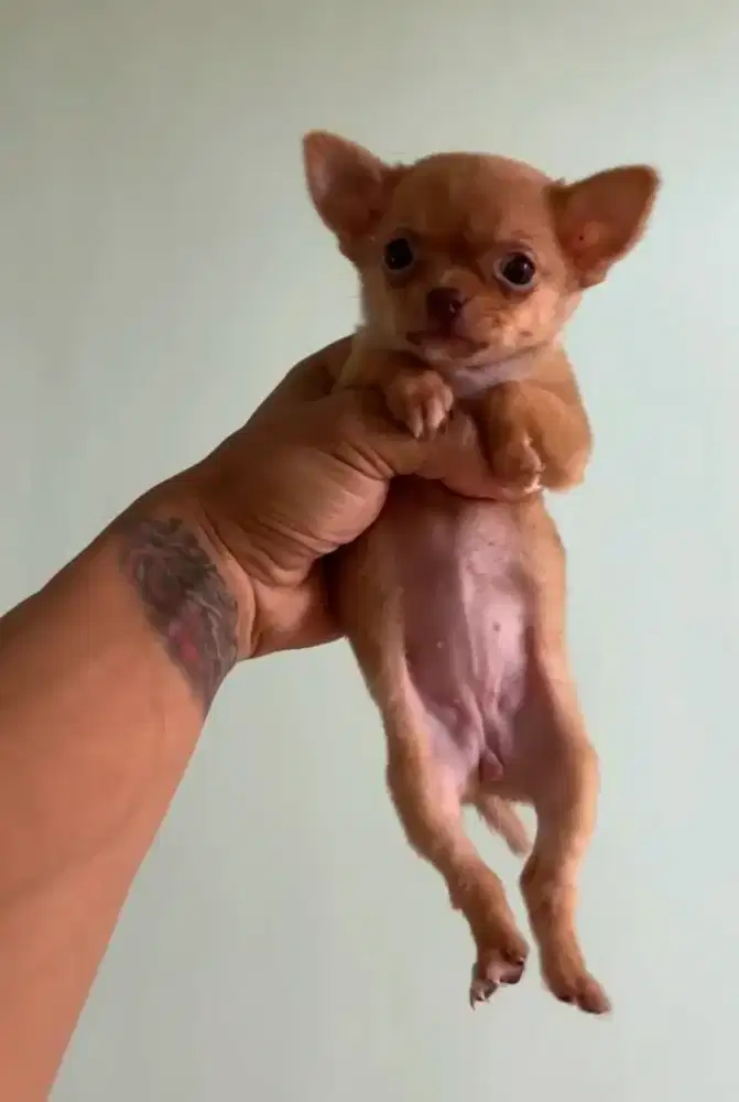 Chihuahua puppy