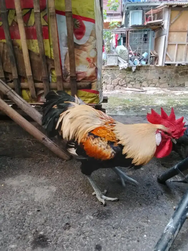 Ayam pelung jumbo mata asem