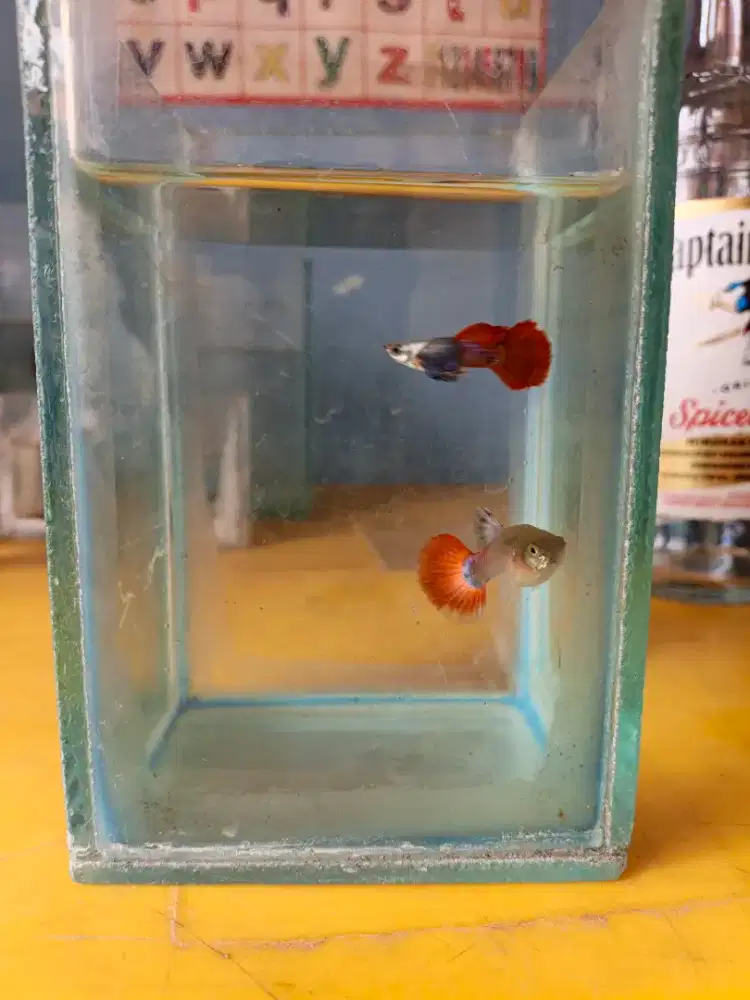 Ikan Guppy PRTDE