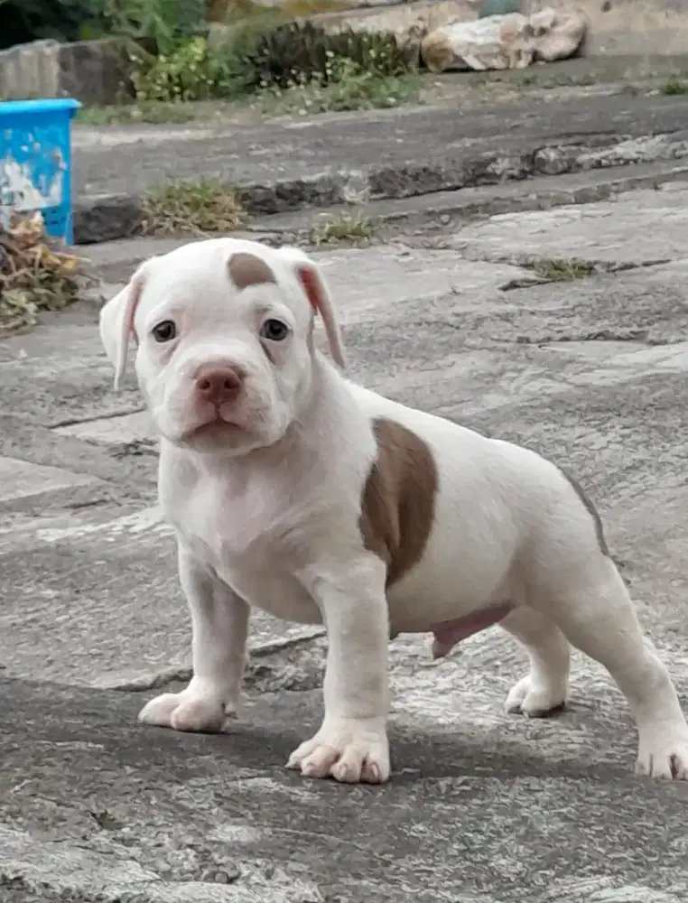 AMERICAN BULLY DOG