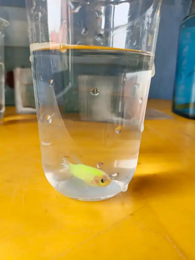 Ikan cupang neon hulk