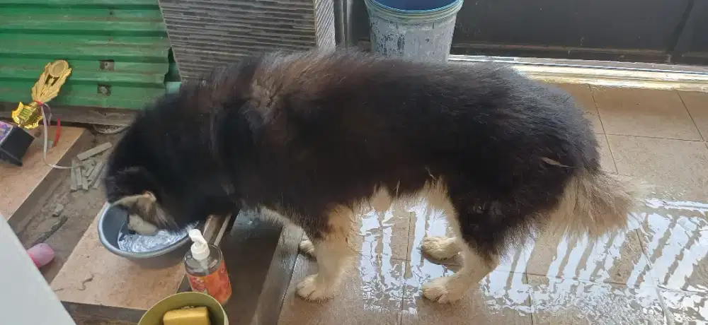 anjing malamut penurut