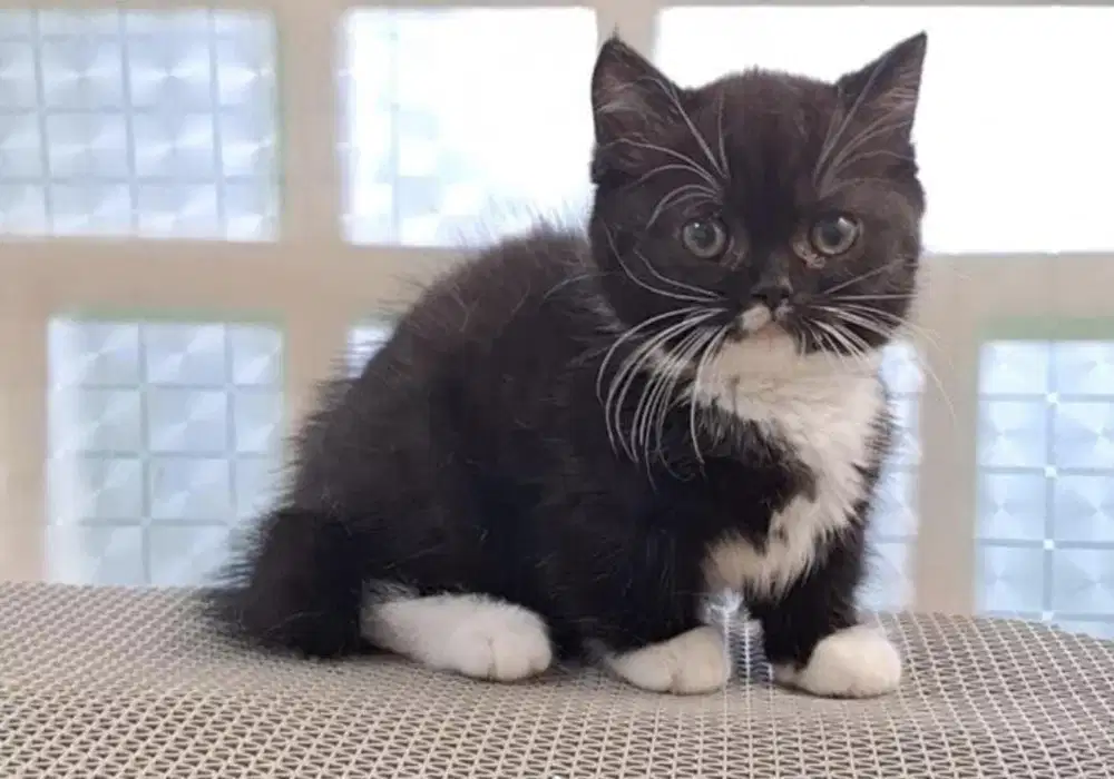 Munchkin shorthair