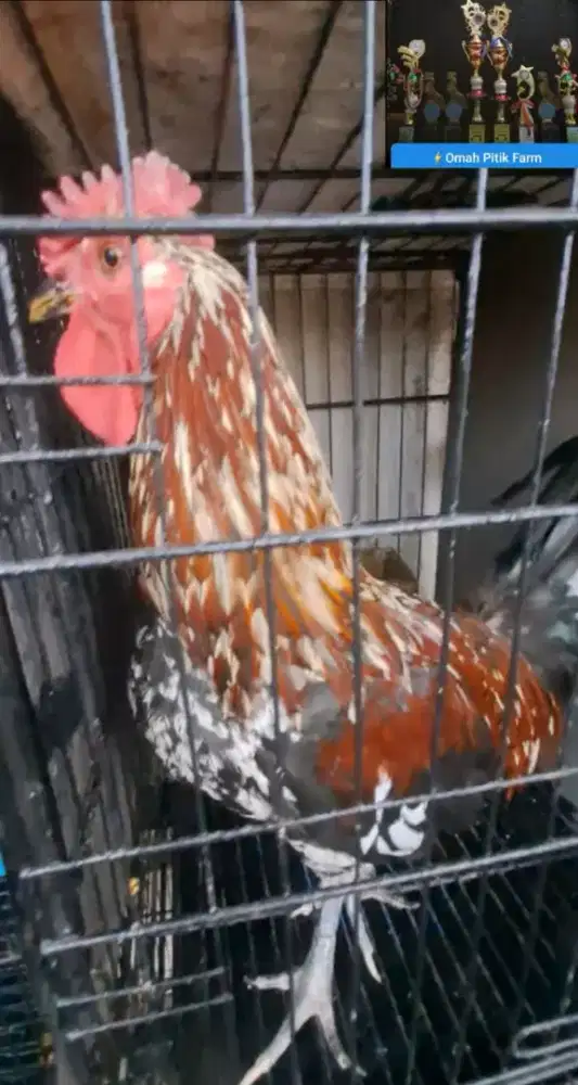 Ayam ketawa jantan rajin kokok
Warna Langka