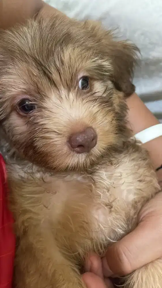 shihtzu mix maltase
