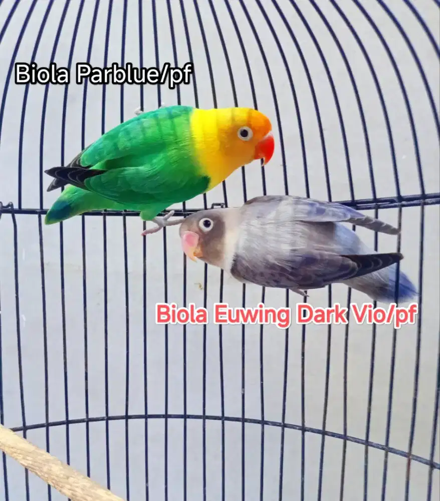 Lovebird Biola Split pf