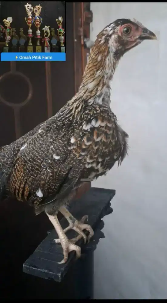Ayam ketawa betina anakan trah Durasi Sambung kwalitas