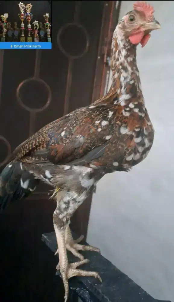 Ayam ketawa Jantan Durasi Sambung kwalitas