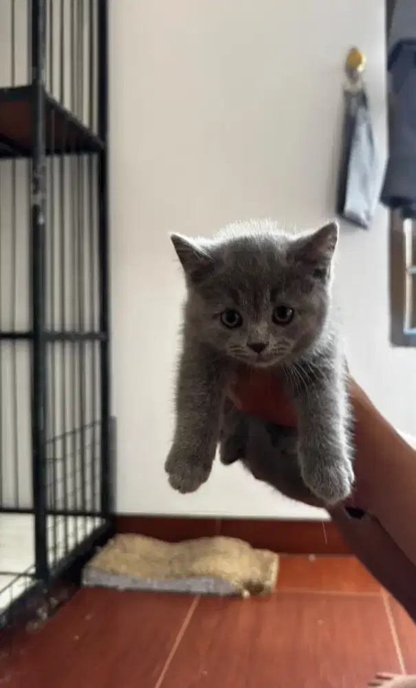 Kitten BSH Betina