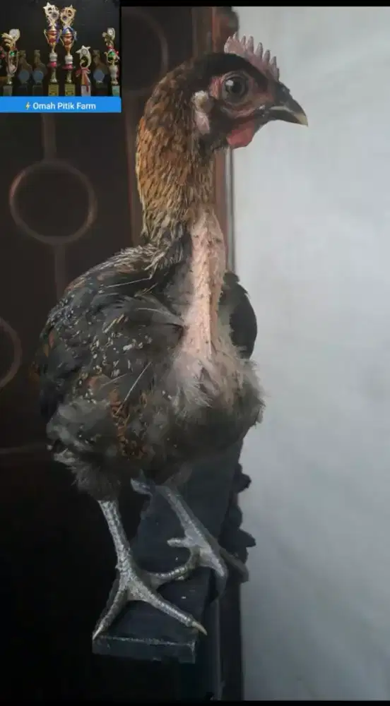 Ayam ketawa Jantan Durasi Sambung kwalitas