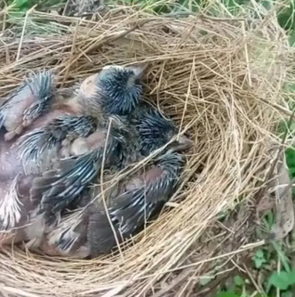anak kutilang spasang