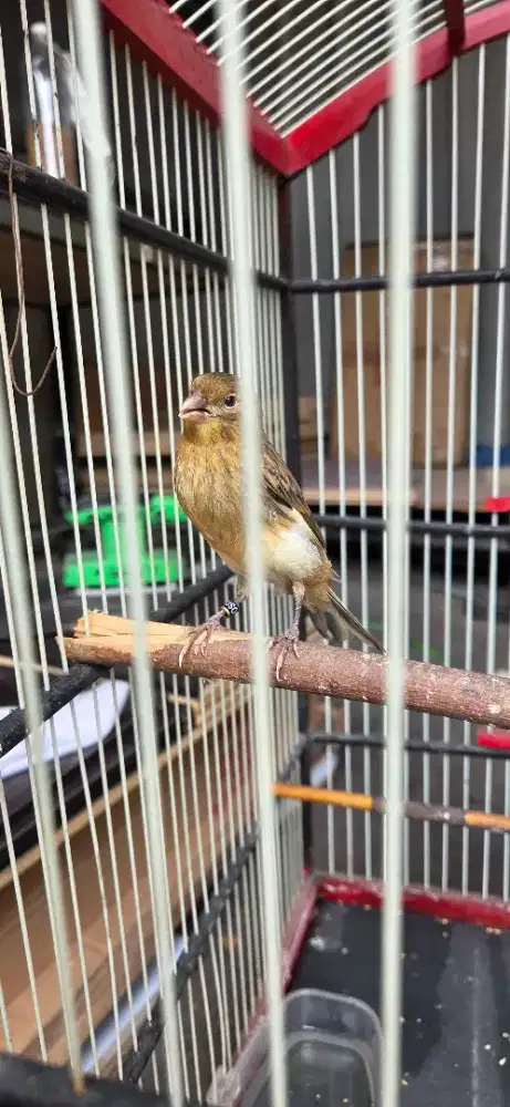 kenari af prediksi jantan lihat vent ekor putih