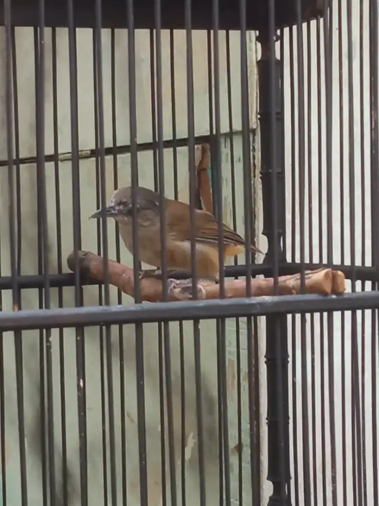 Burung bonus kandangnya