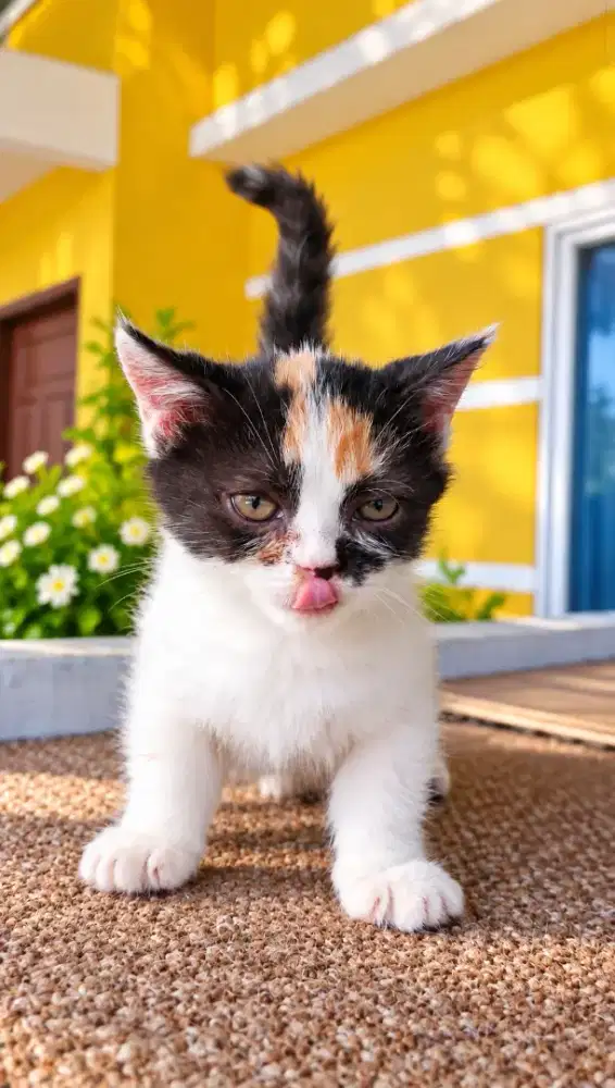 Munchkin betina