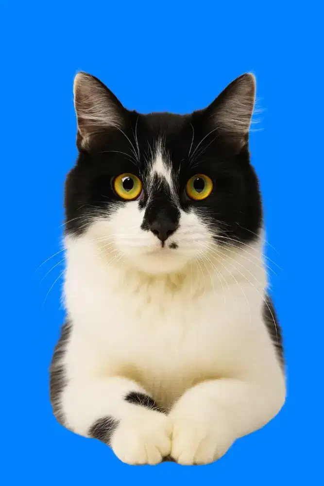 Kucing Anggora Jantan