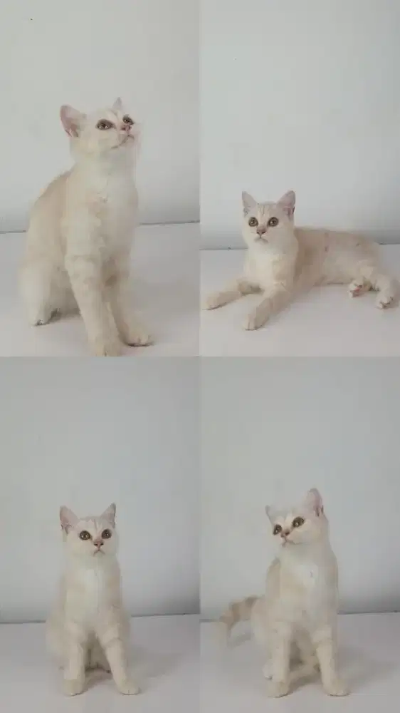 British Short Hair Mix BSH