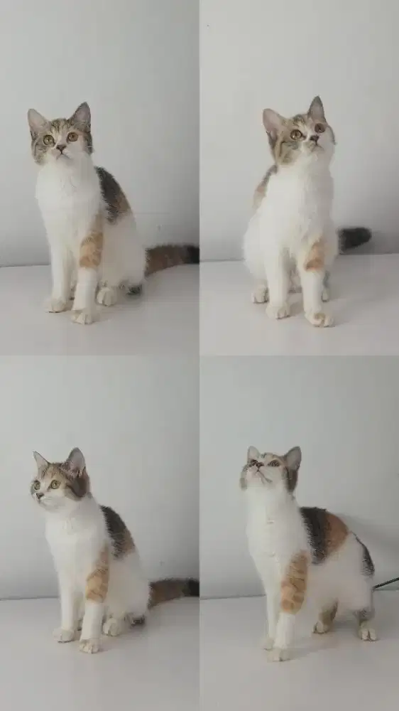 British Shorthair Mix