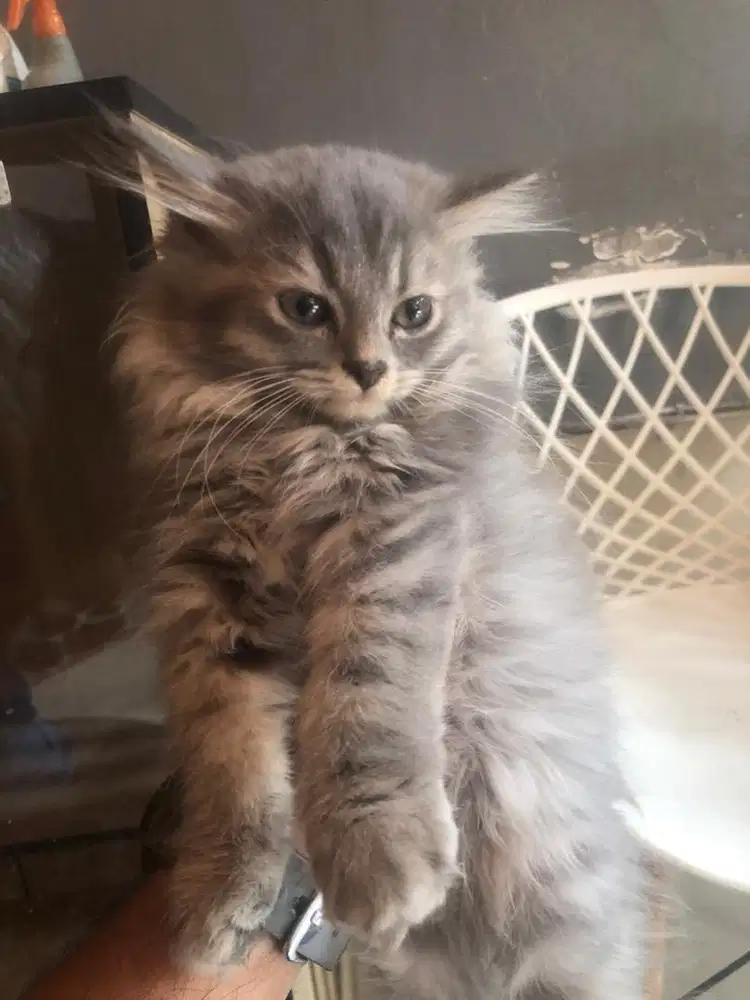 OPEN ADOPT !! Kucing Kitten Long hair persian umur >4 bulan