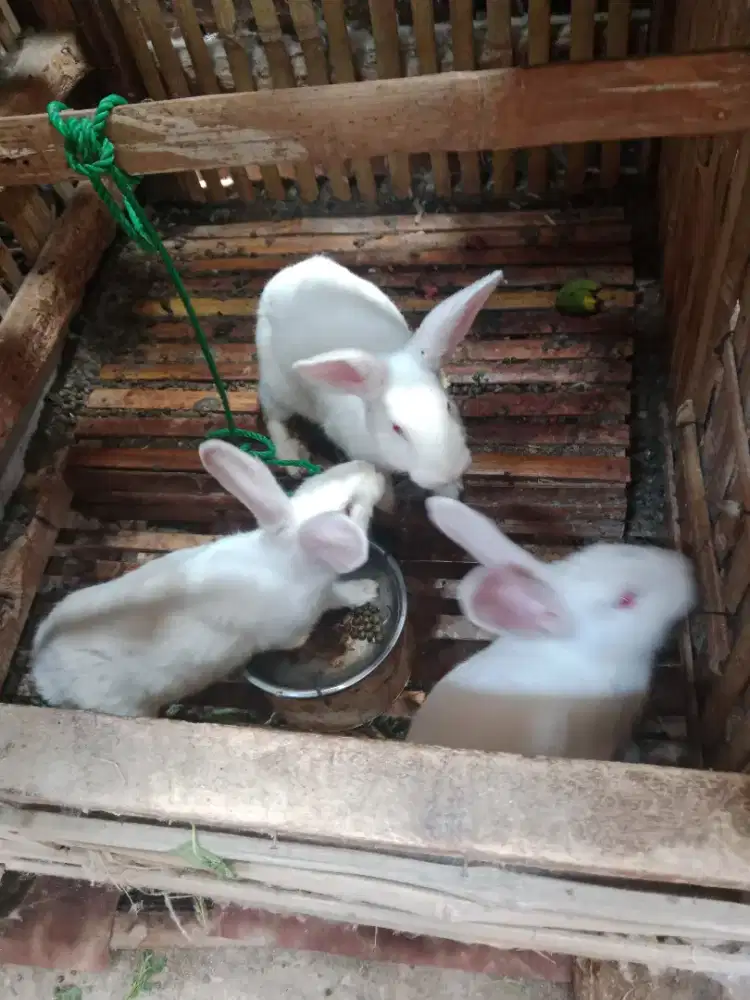 Kelinci dewasa putih
