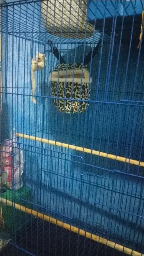 Kandang hewan peliharaan kesayangan