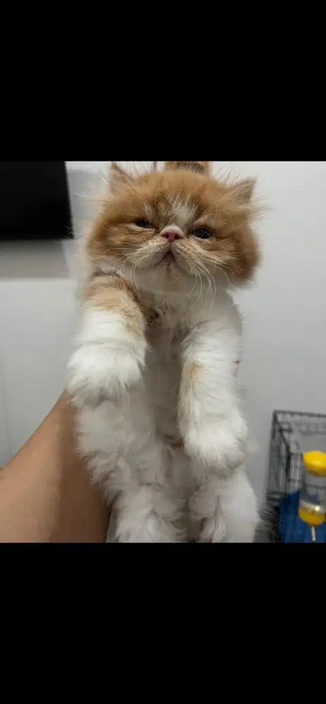open adopsi persia betina 3,5 bulan