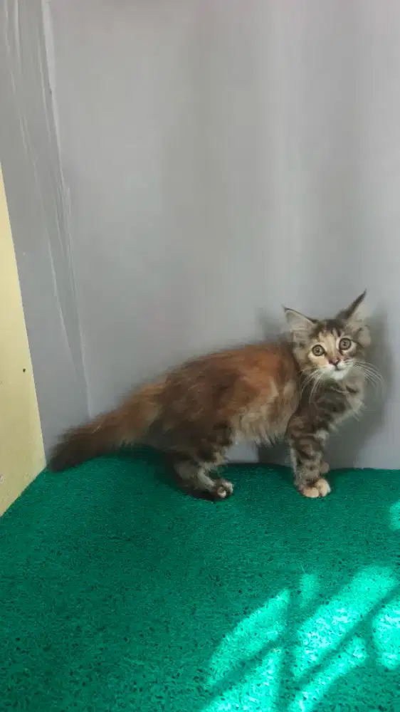maincoone betina