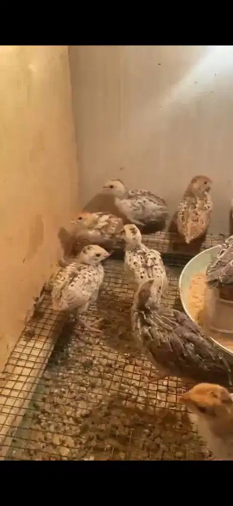 Anakan Bobwhite