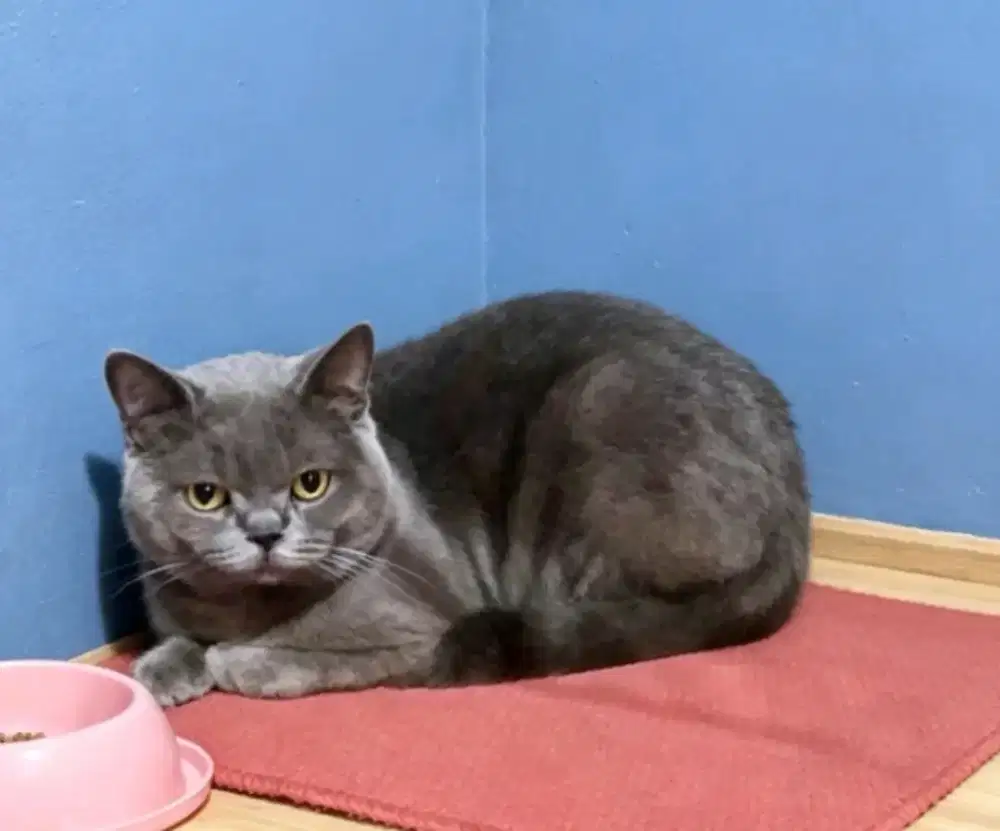 Pejantan BSH british short hair jago kawin