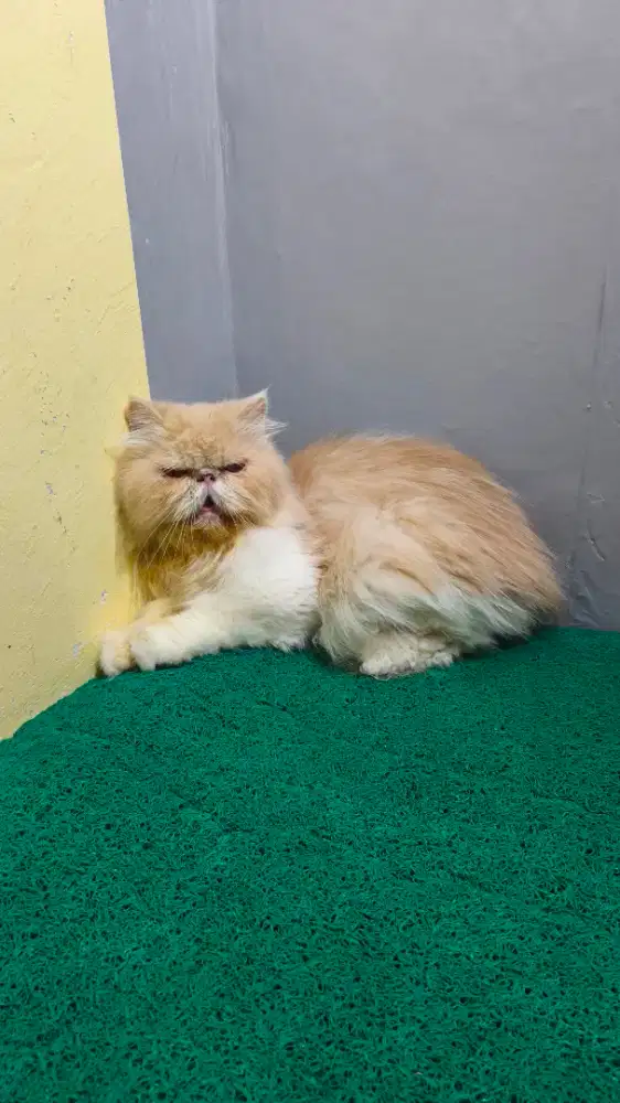 peaknose betina