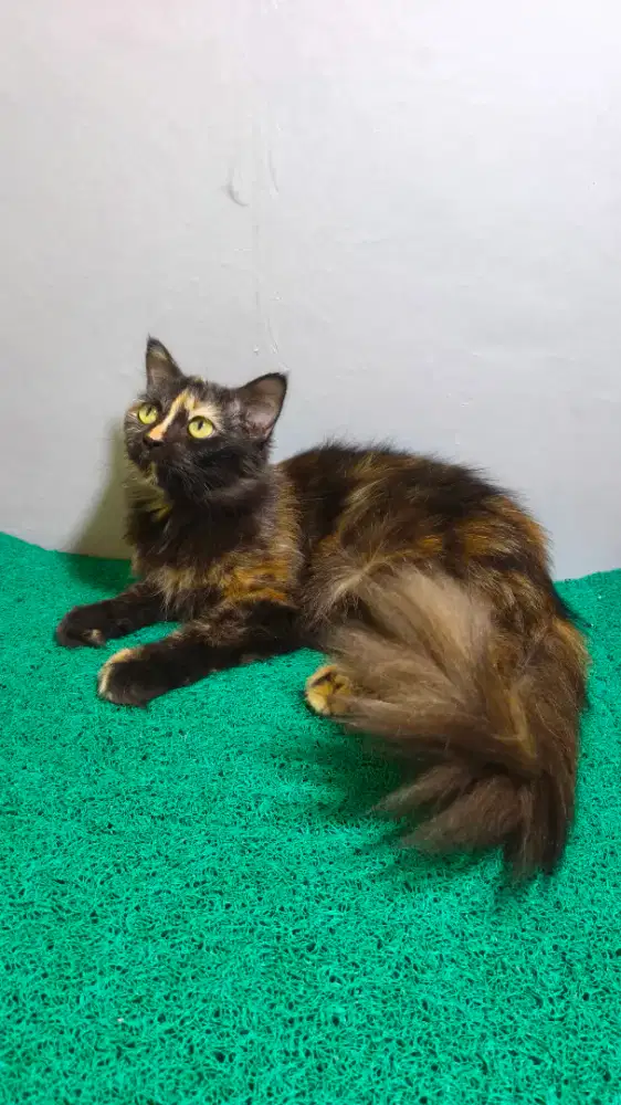 Persia Anggora Tortie