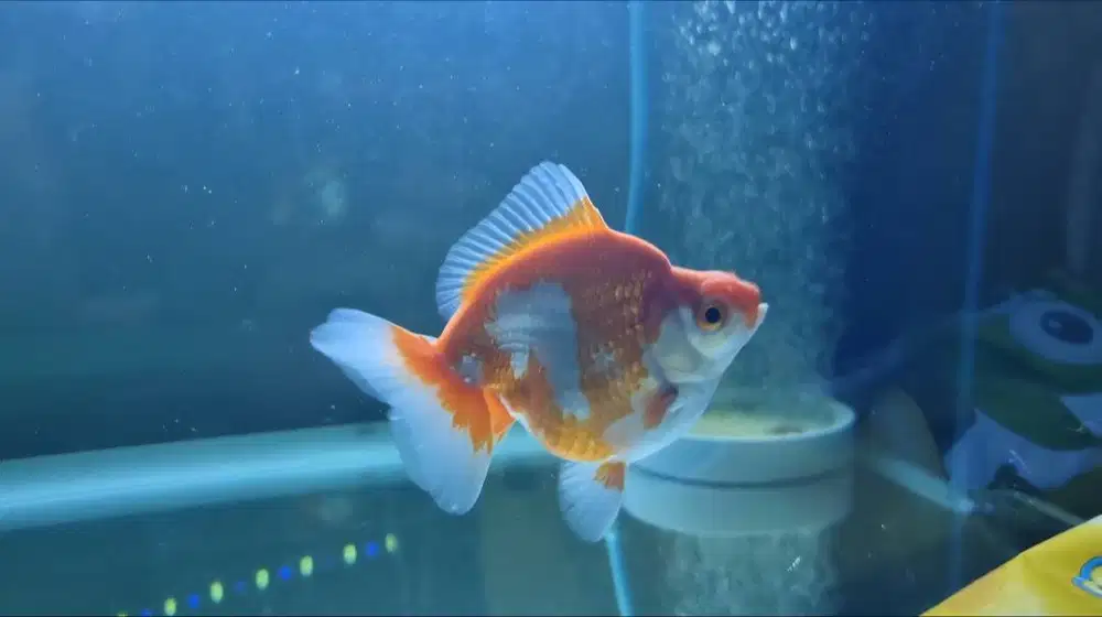 JUAL IKAN MAS KOKI RYUKIN
