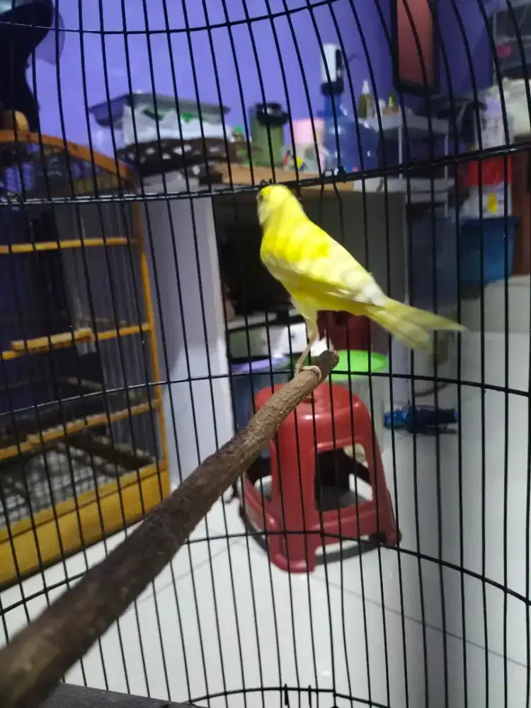 Burung kenari anak jantan kuning stabilo cerah