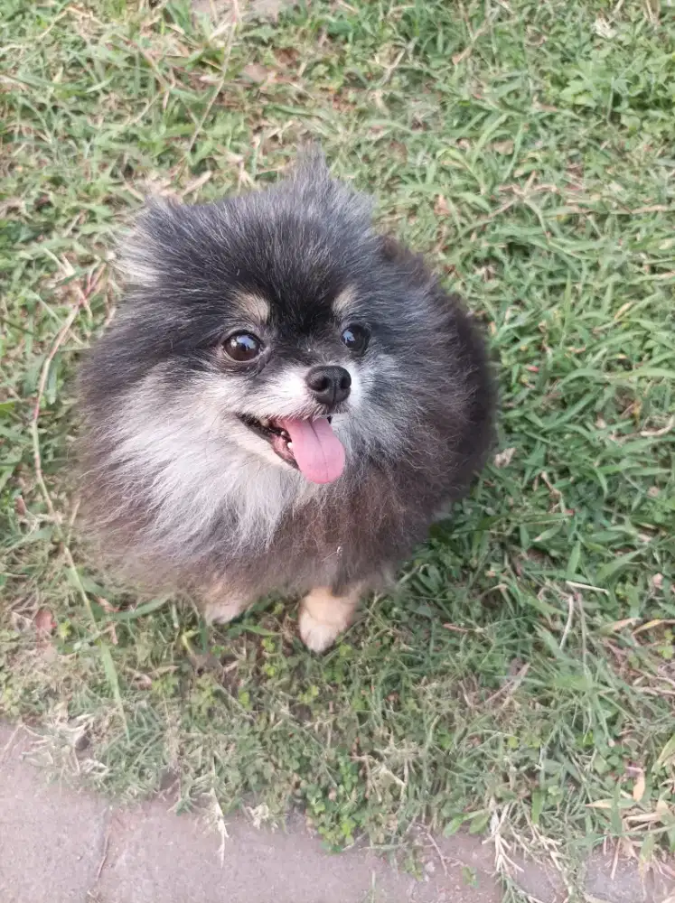 Minipom pomeranian blacktan