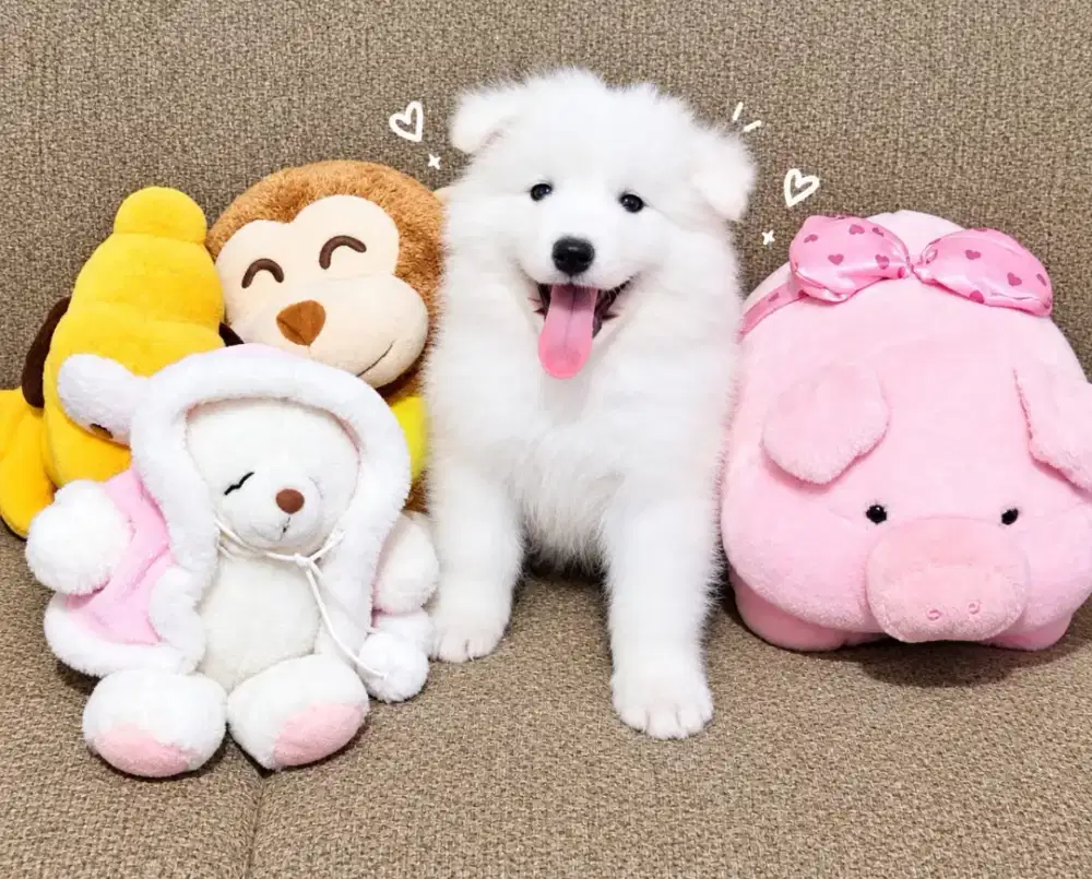 Samoyed jantan •APOLLO AITHER•