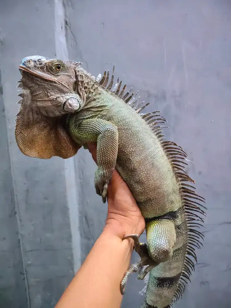 Iguana green double het