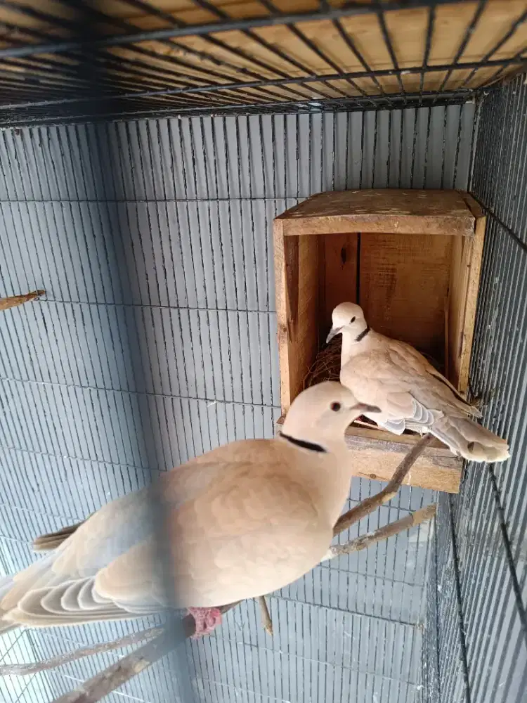 Burung puter sepasang