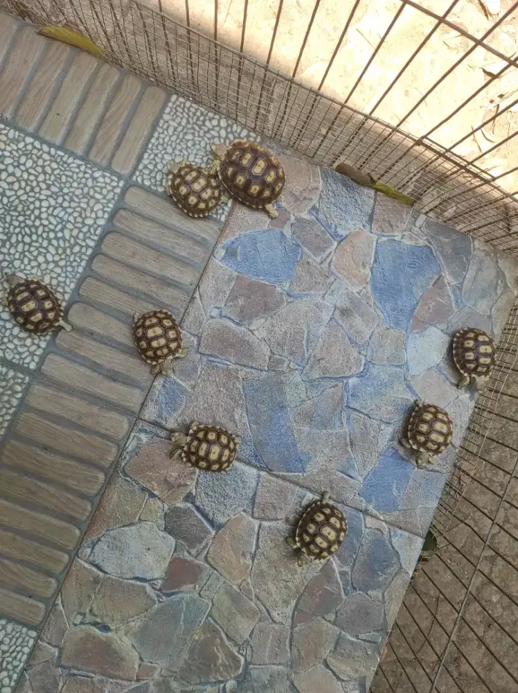Kura Sulcata, size 6 & 8 cm plastron