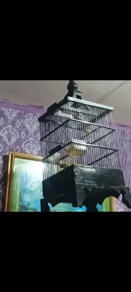 Prenjak bawah gacor rasa ciblek