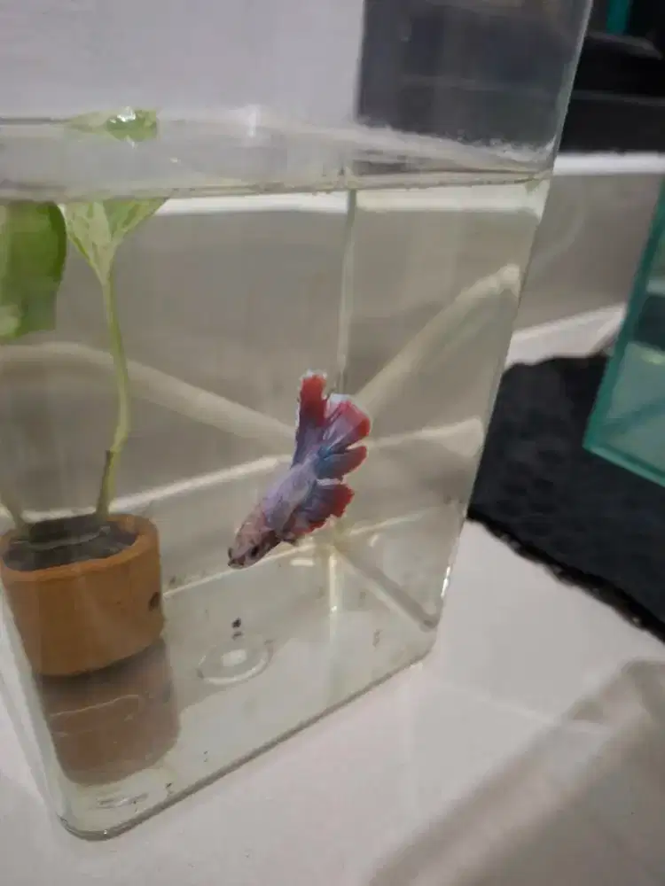 Ikan hias, ikan cupang