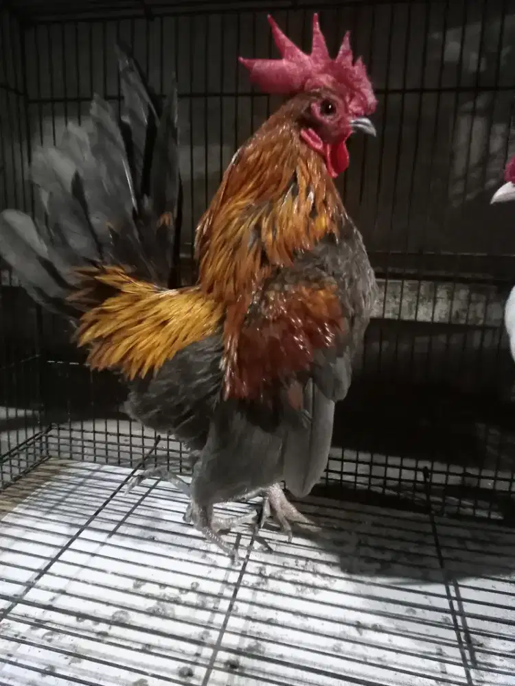 Ayam Kate jantan