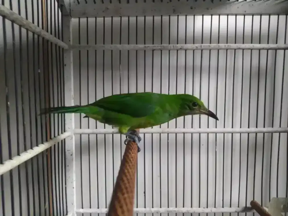 cucak cungko anak garansi jantan nuju dokor