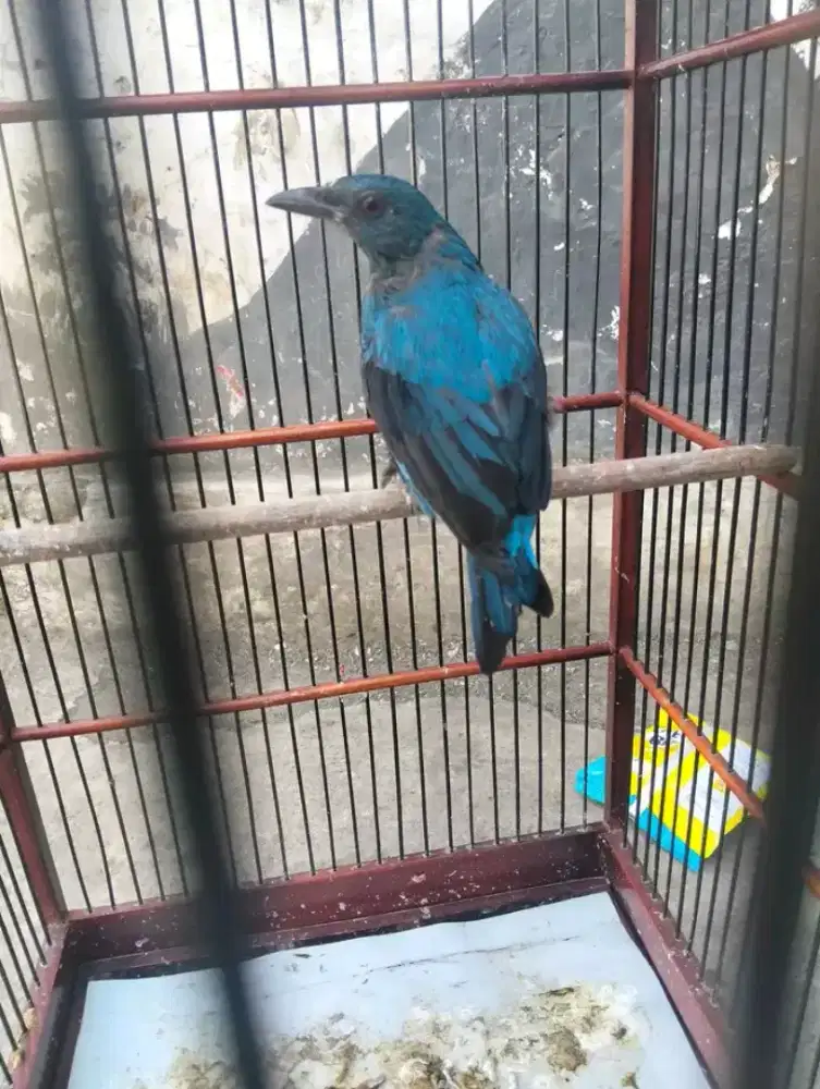 cucak biru anak garansi jantan