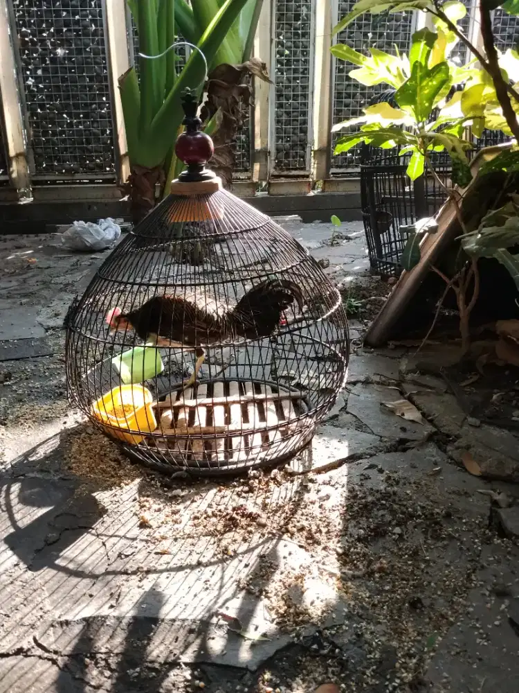 Ayam hutan hijau jantan