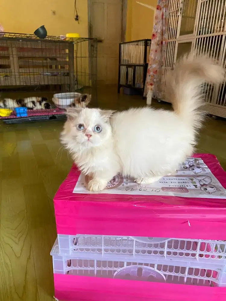 Munchkin fold betina