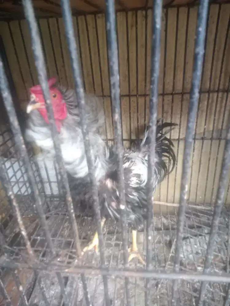 Ayam jantan walik
