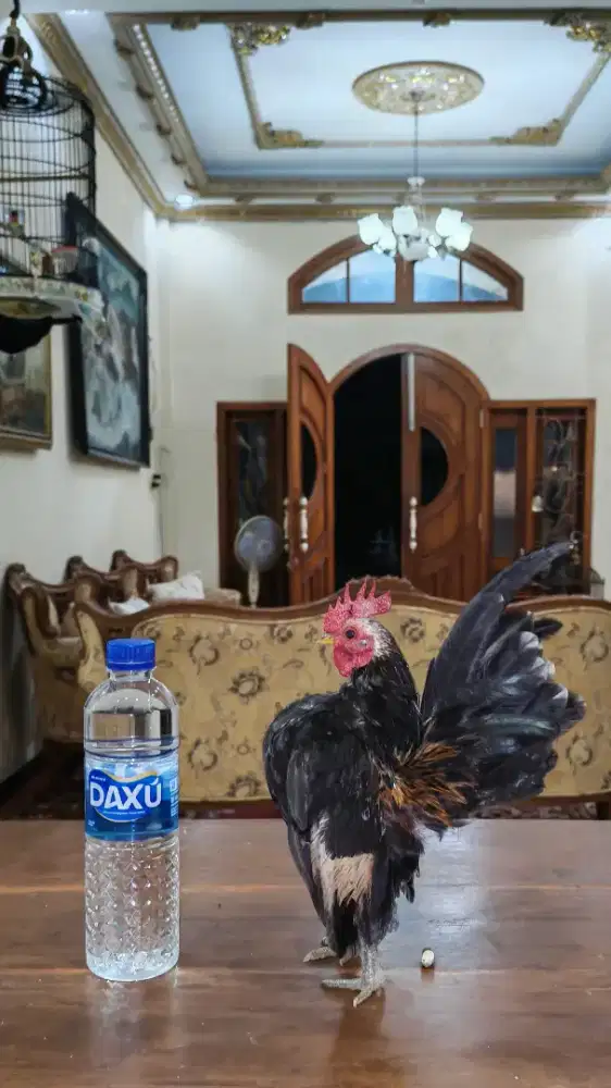 AYAM SERAMA Muda