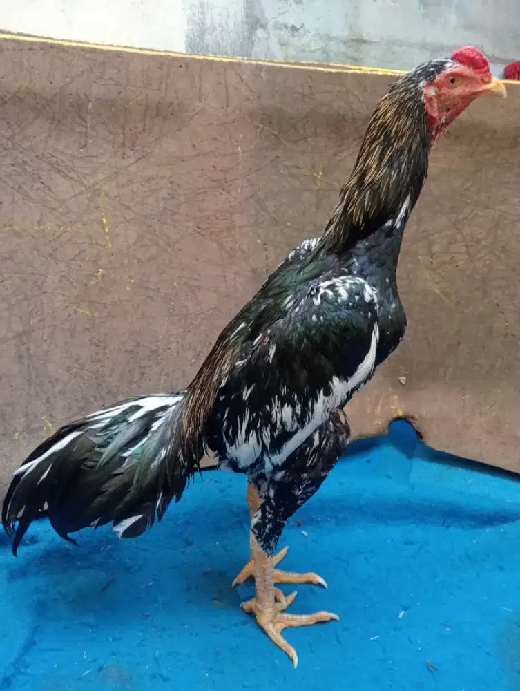 Ayam Bangkok muda widu blorok