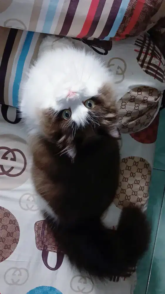 Kitten ragdoll mink betina