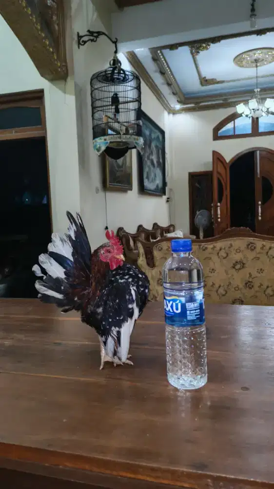 AYAM SERAMA BLOROK