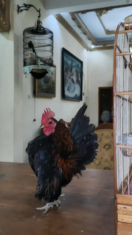 AYAM SERAMA JAGOAN